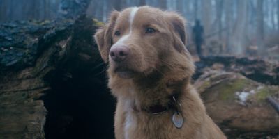 Crítica do filme Bom Menino | O melhor amigo do homem e o pior inimigo do mal